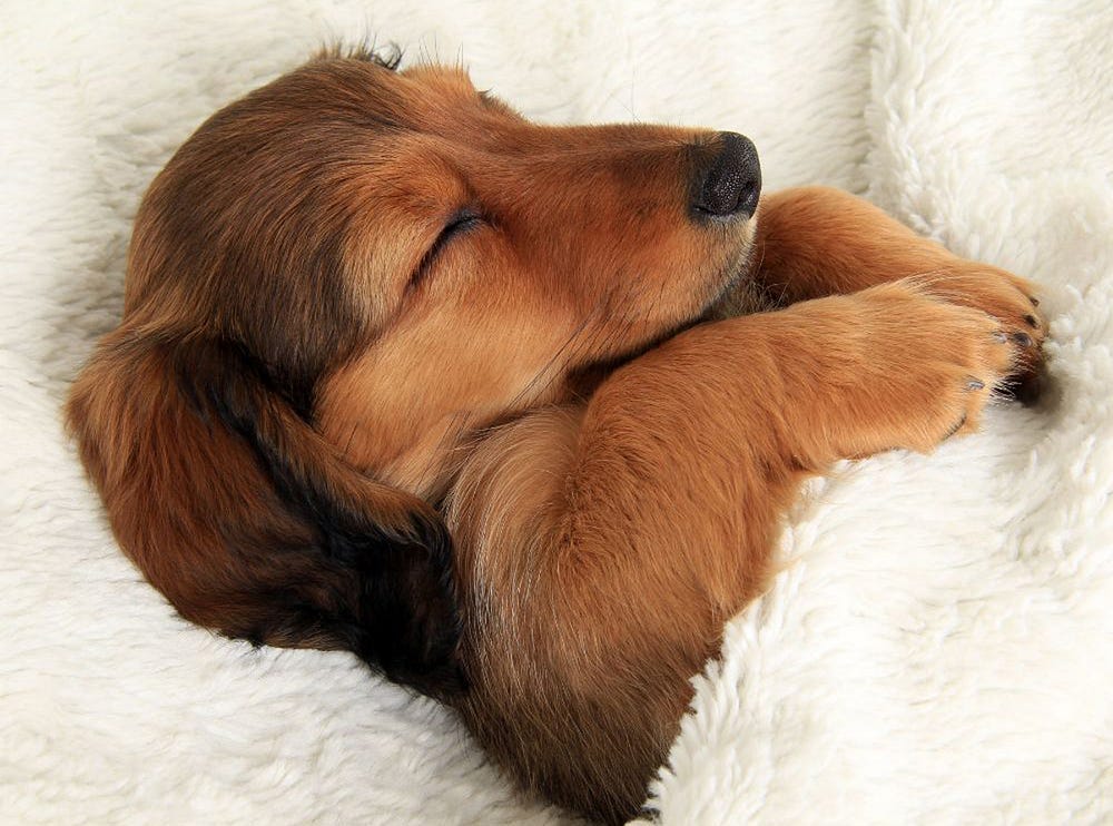 Dachshund dog sleeping