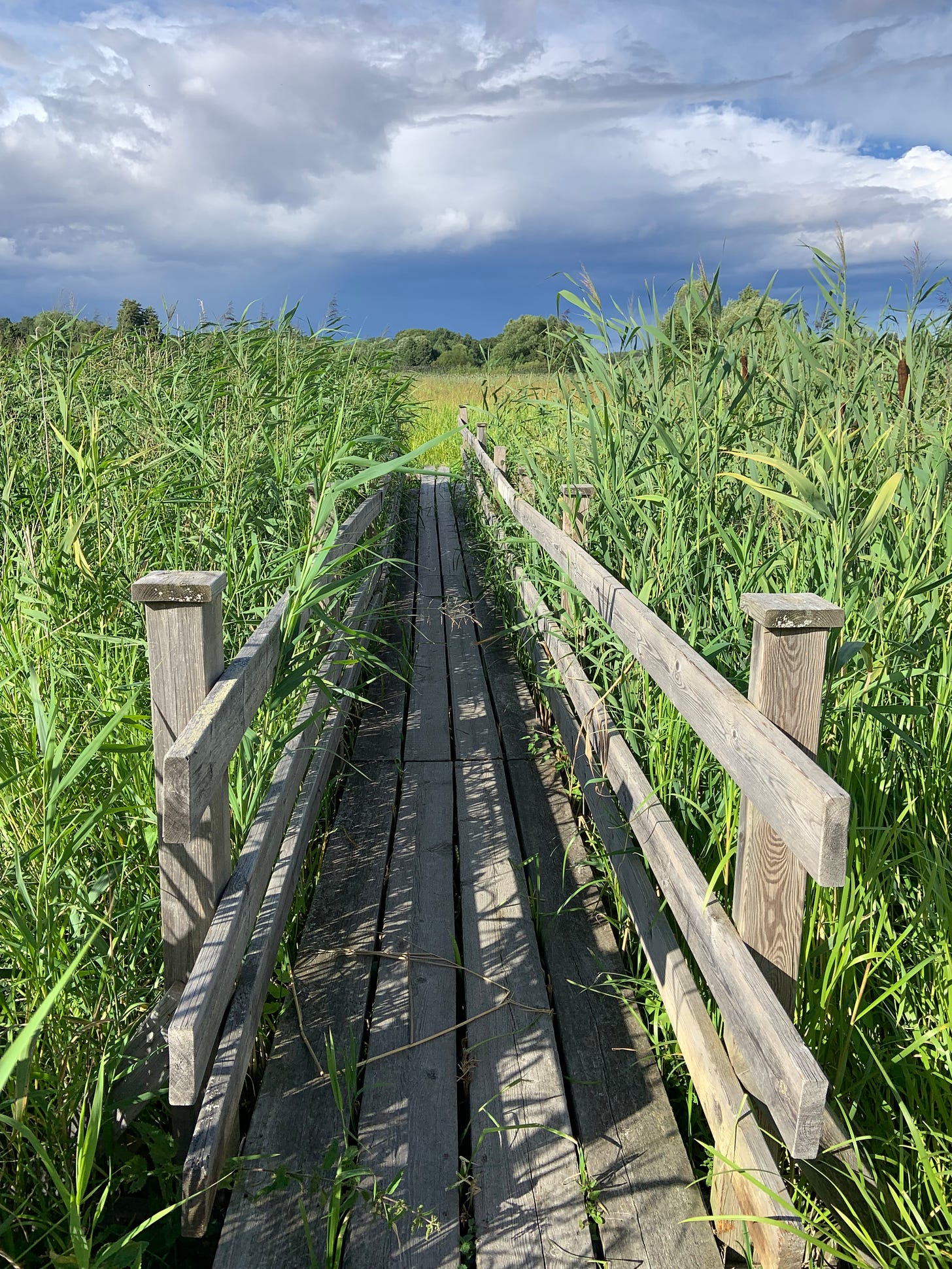 a wooden pathway surrounded by a corn maze