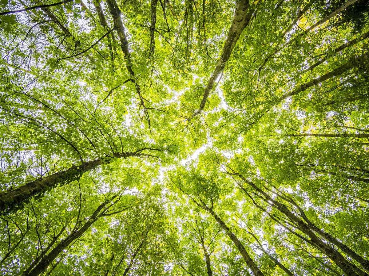 DEM: 1,000 free trees available to Rhode Islanders through the Energy-Saving Trees program