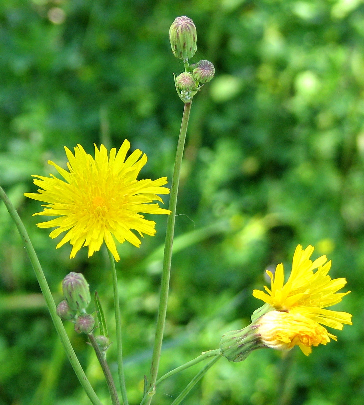 https://upload.wikimedia.org/wikipedia/commons/7/7f/Canada_Hawkweed.jpg