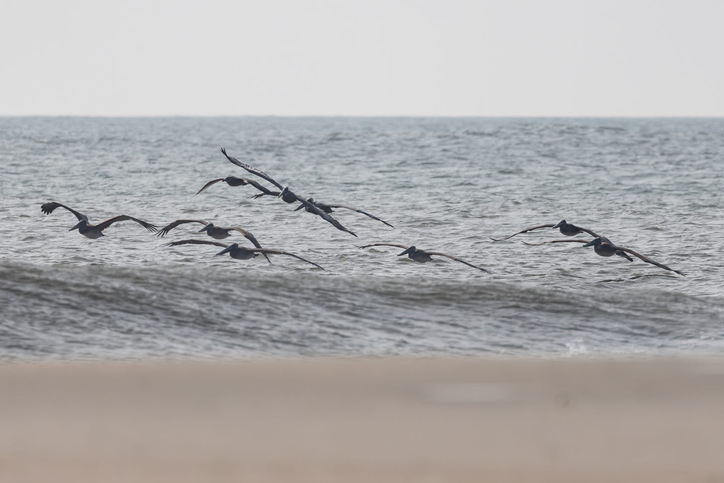 eight brown pelicans flying to the left along the beach. the third bird from the left is an immature herring gull.