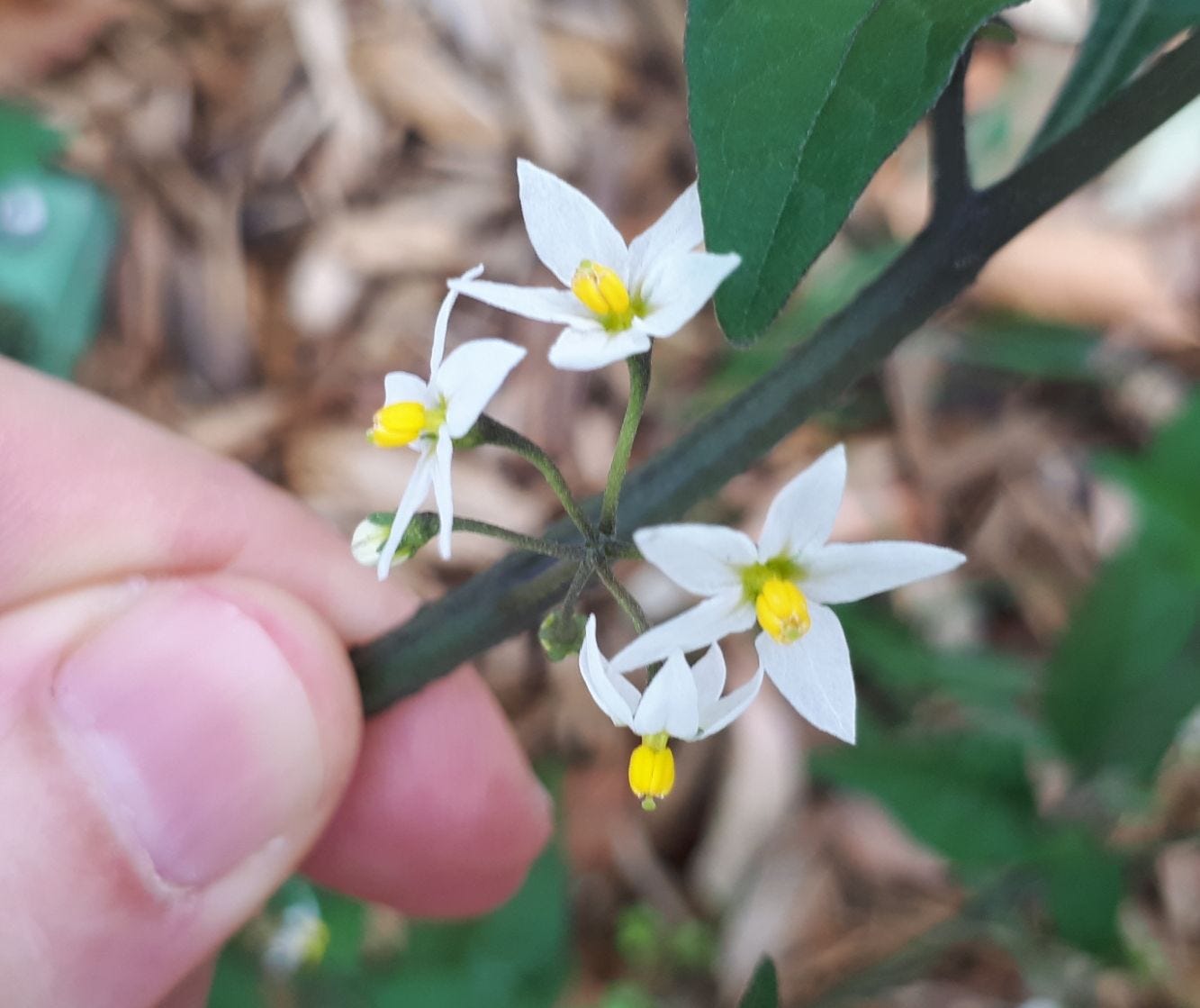 Solanum nigrum [white flowers] sml.jpg
