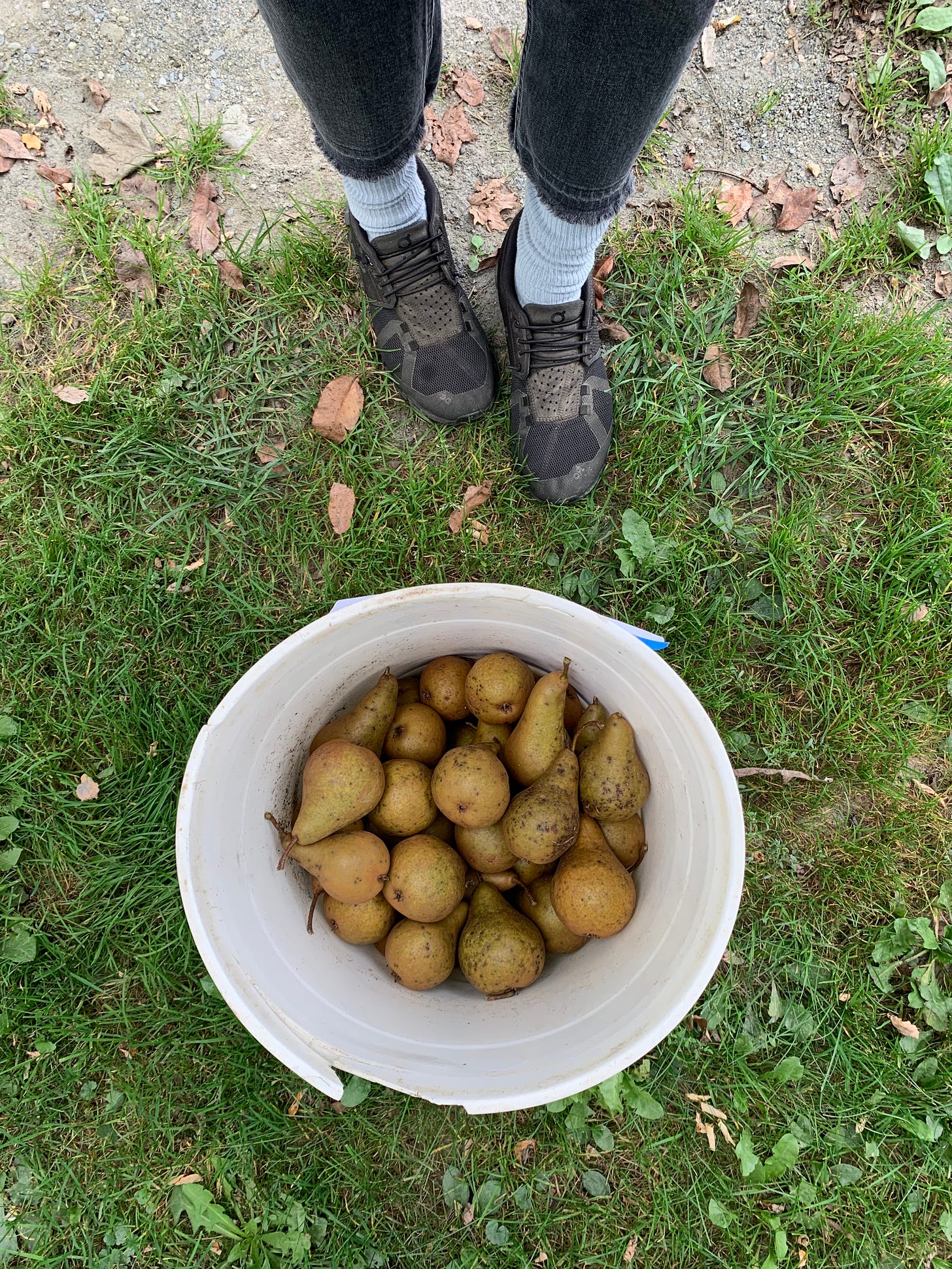 A POV looking down at a bucket of freshly picked pears, there is grass and dead leaves on the ground, the person taking the photo is wearing black sneakers and wearing baby blue socks and black jeans.