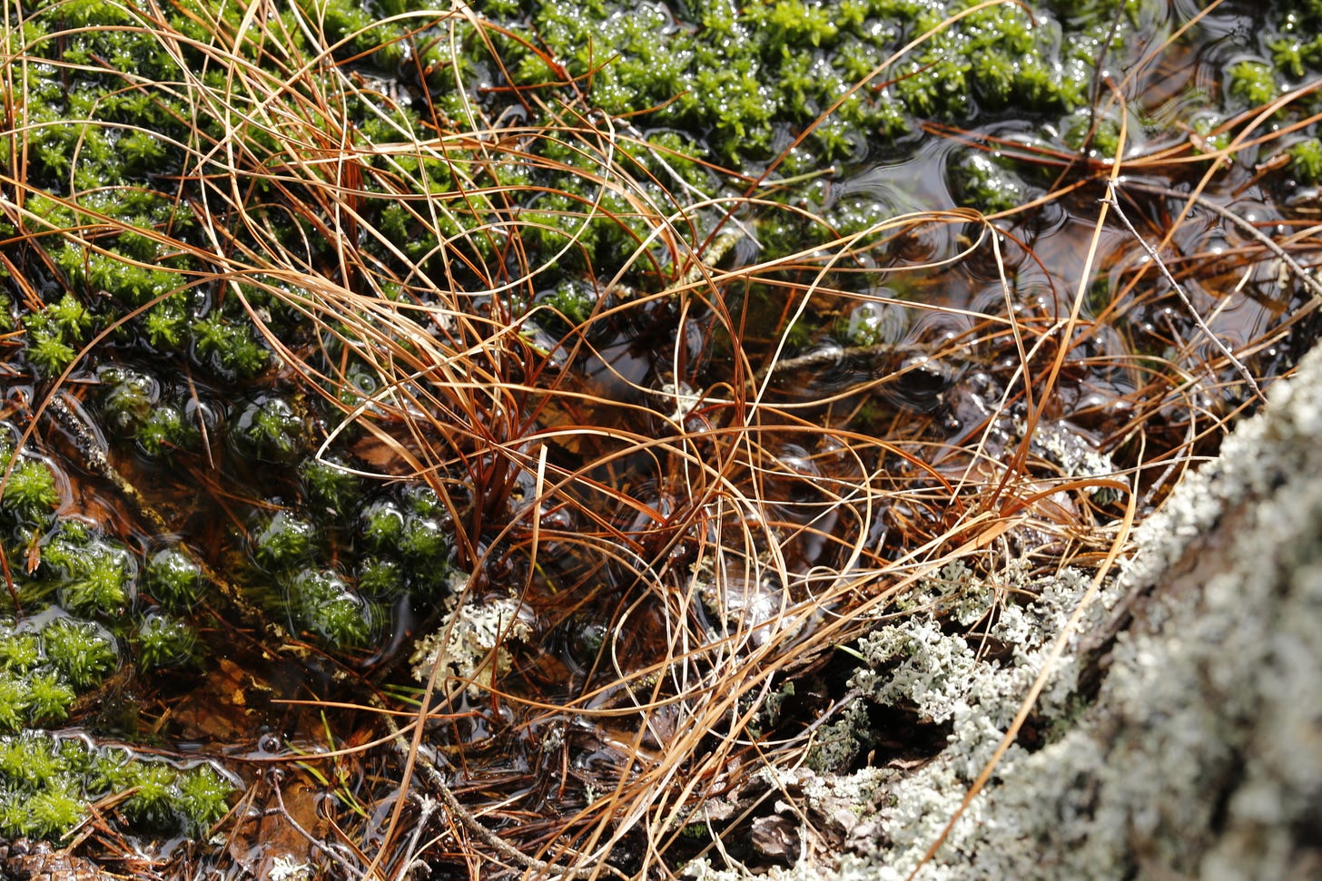 The curving orange winter leaves of Common Cottongrass (Eriophorum angustifolium) contrast with bright green sphagnum moss (Sphagnum fallax) in a wet flush at the foot of a Scots pine tree (Pinus sylvestris).