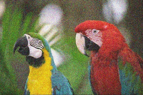 Two parrots (yellow-blue and red-blue), photograph. Lots of artificially added "static" noise.