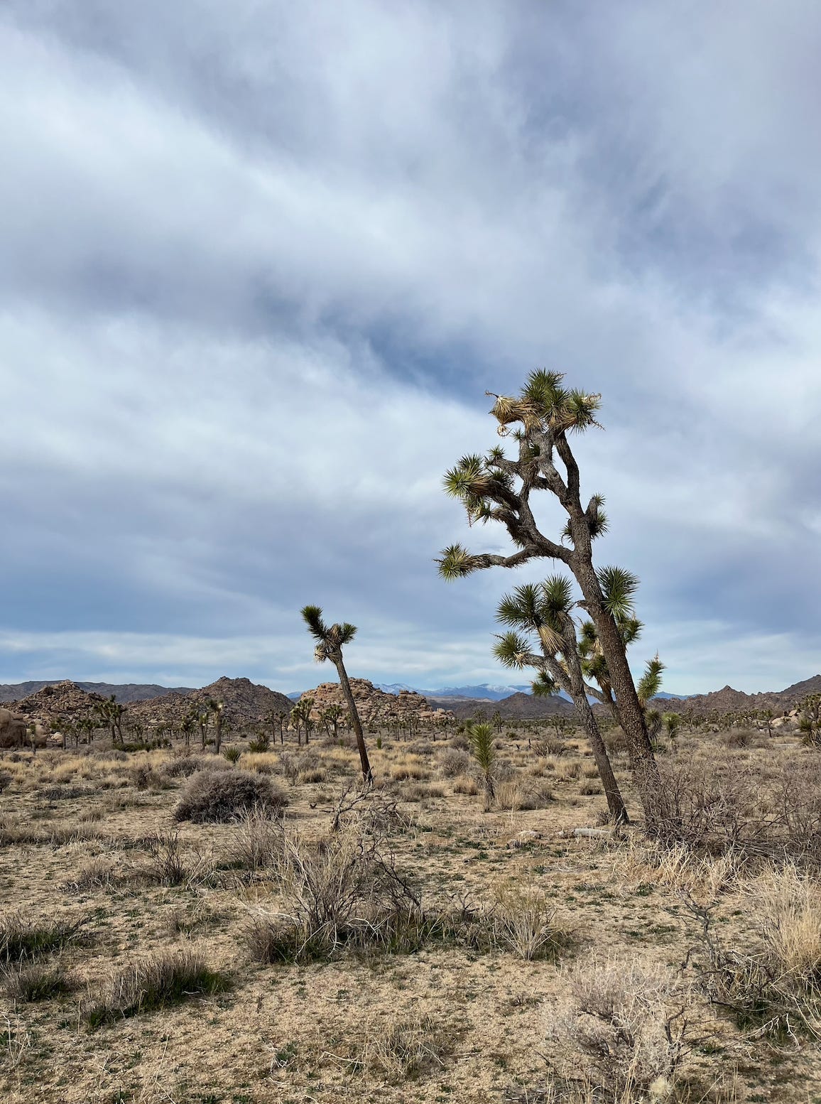 storm clouds over the desert landscape of Joshua Tree