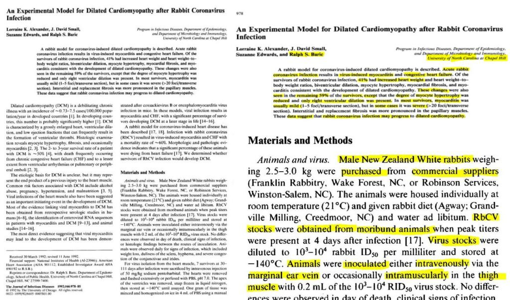 This image has an empty alt attribute; its file name is RabbitCoronavirusInfectionNZWhiteRabbitsBaric1992-5-1024x603.jpg