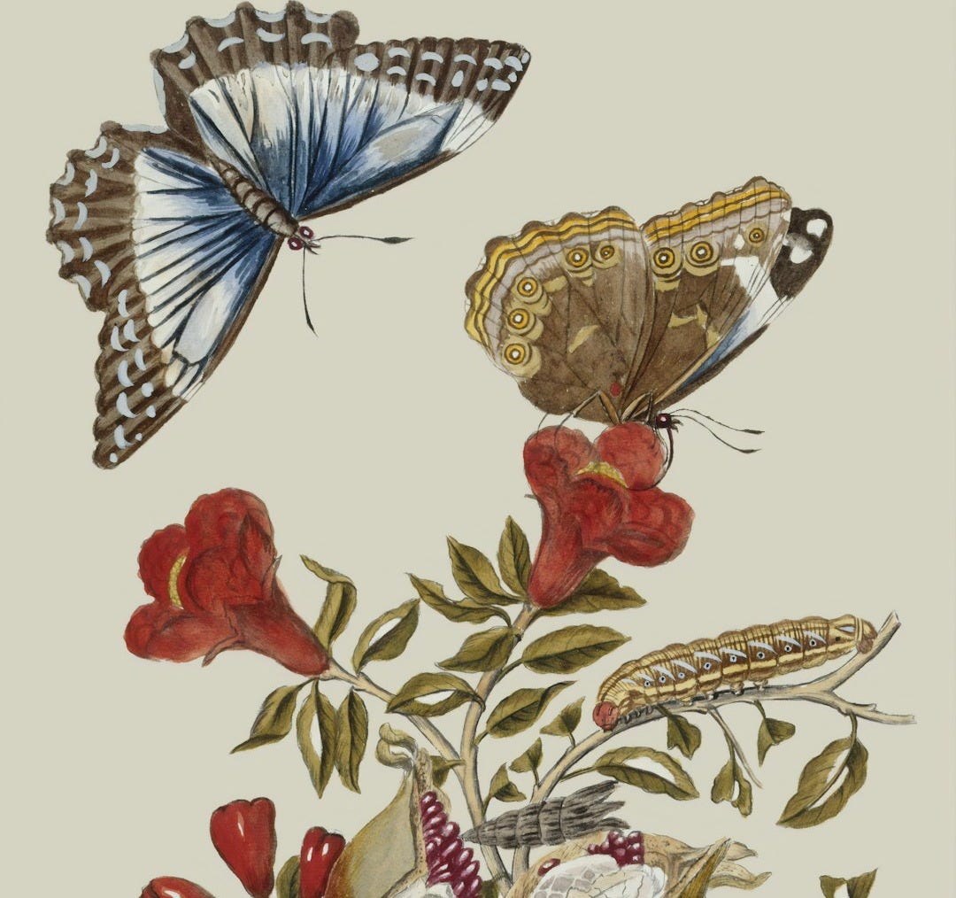 brown moth perch on red flower painting brown moth perch on red flower painting