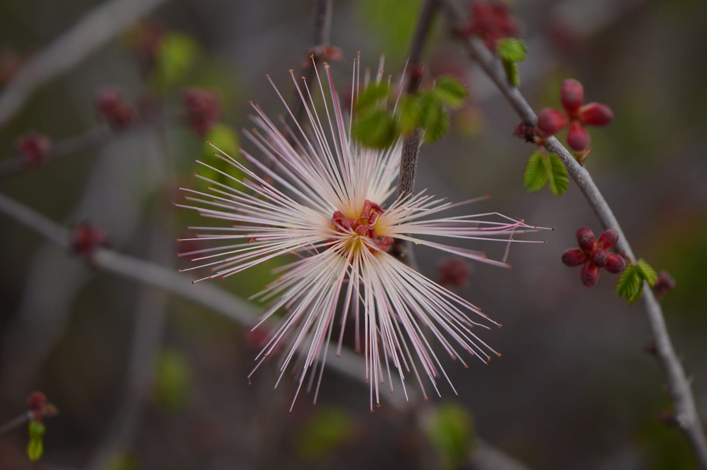 a pale pink starburst of stamens at the center of the picture. Background is gray with spots of green leaf buds and red flower buds.