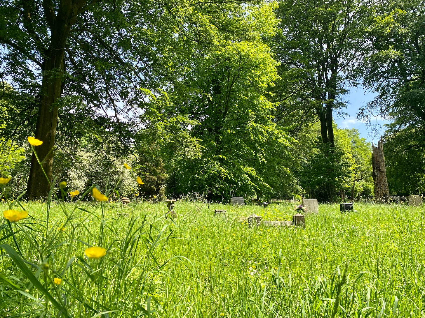 lush green grass and yellow buttercups in Stoke cemetery.