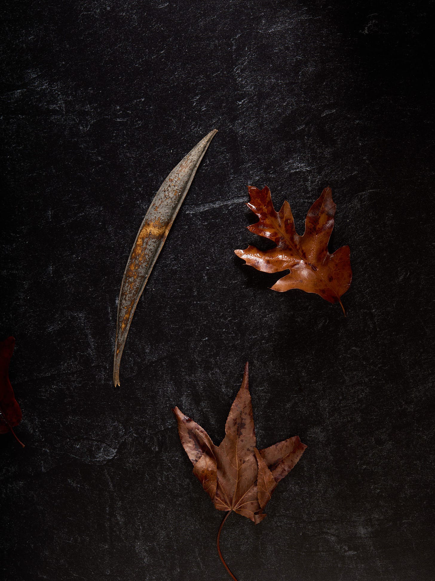 still life of seedpod and leaves