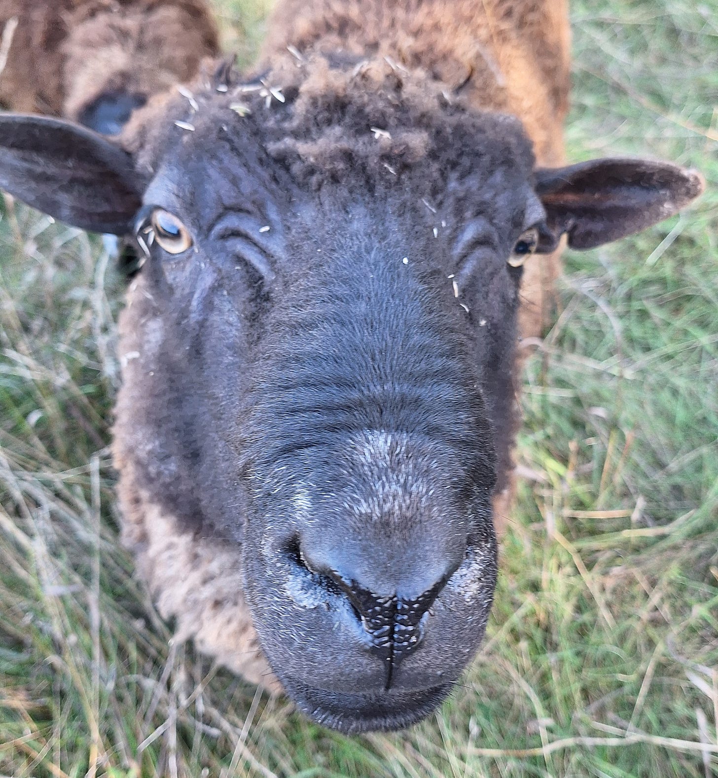 sheep day caelum