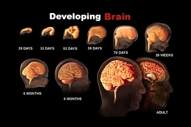 Building a Baby 11: Τhe Brain - StoryMD