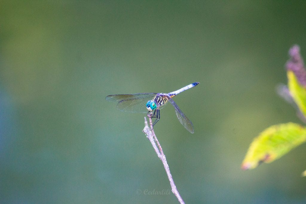 Ohio Dragonfly 