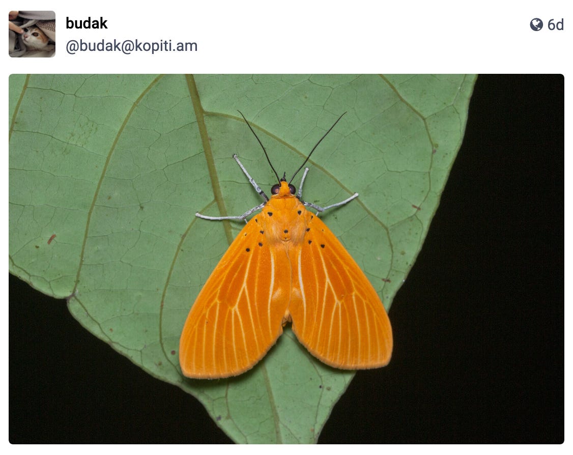 a moth in Singapore
