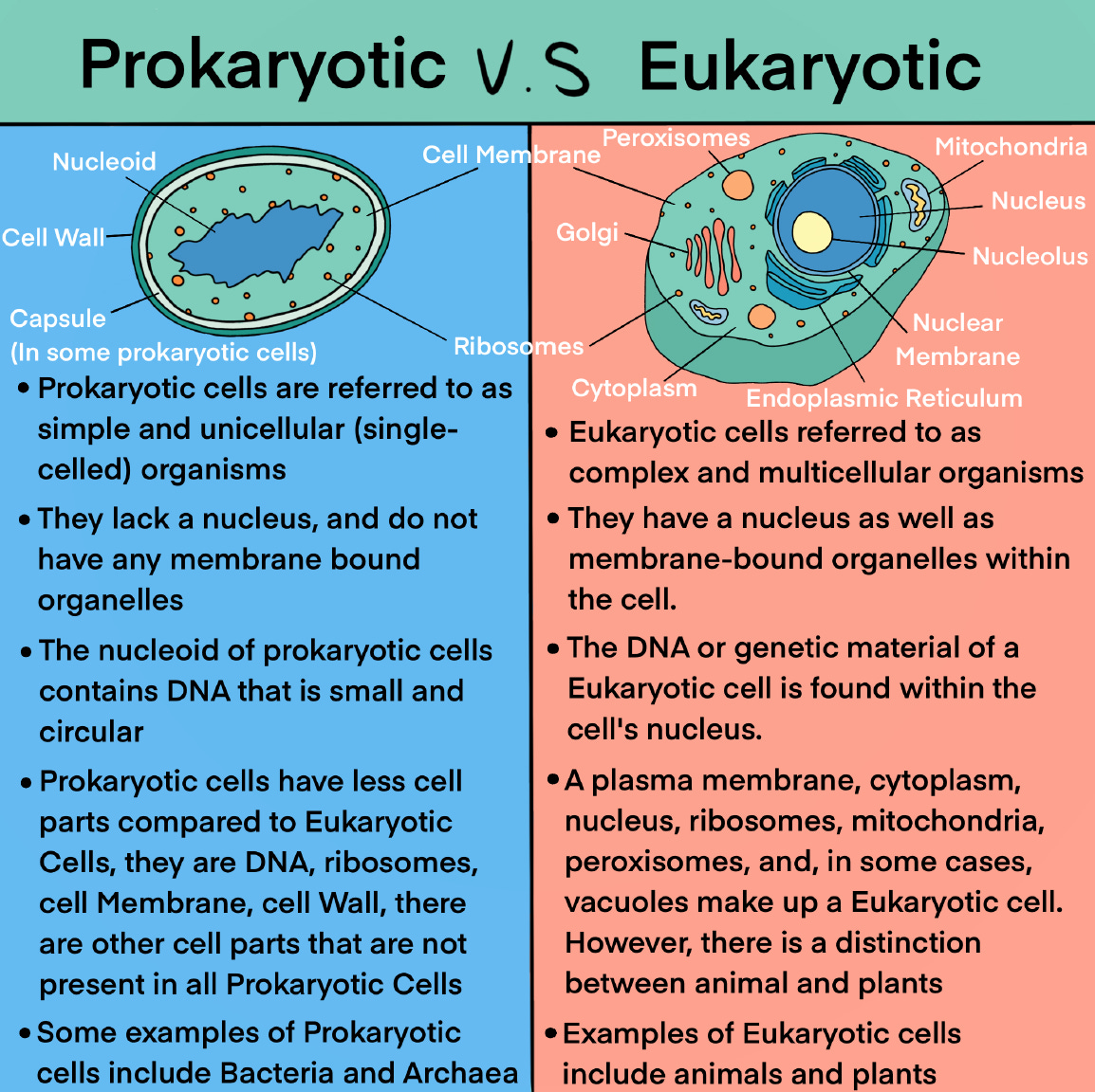 Prokaryotes vs. Eukaryotes — Biotech & Global Health Outreach