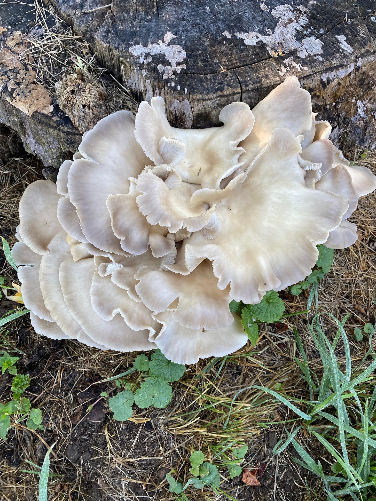 top side of oyster mushrooms  on a tulip poplar stump. 