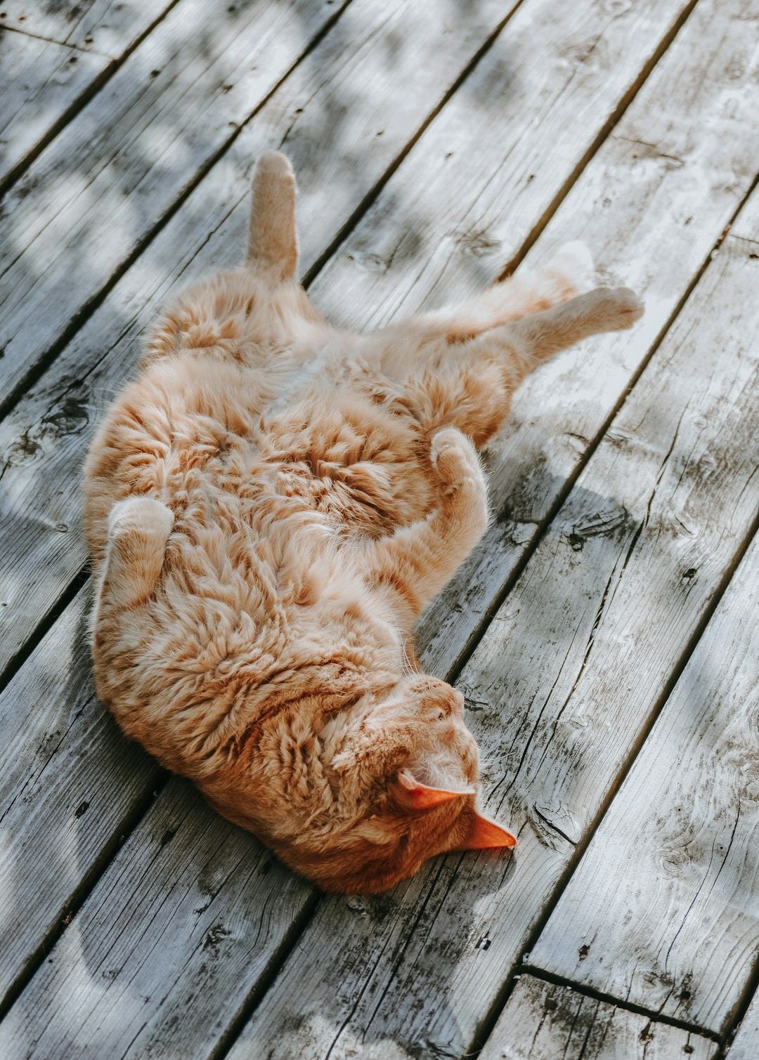 brown cat lying gray wooden plank