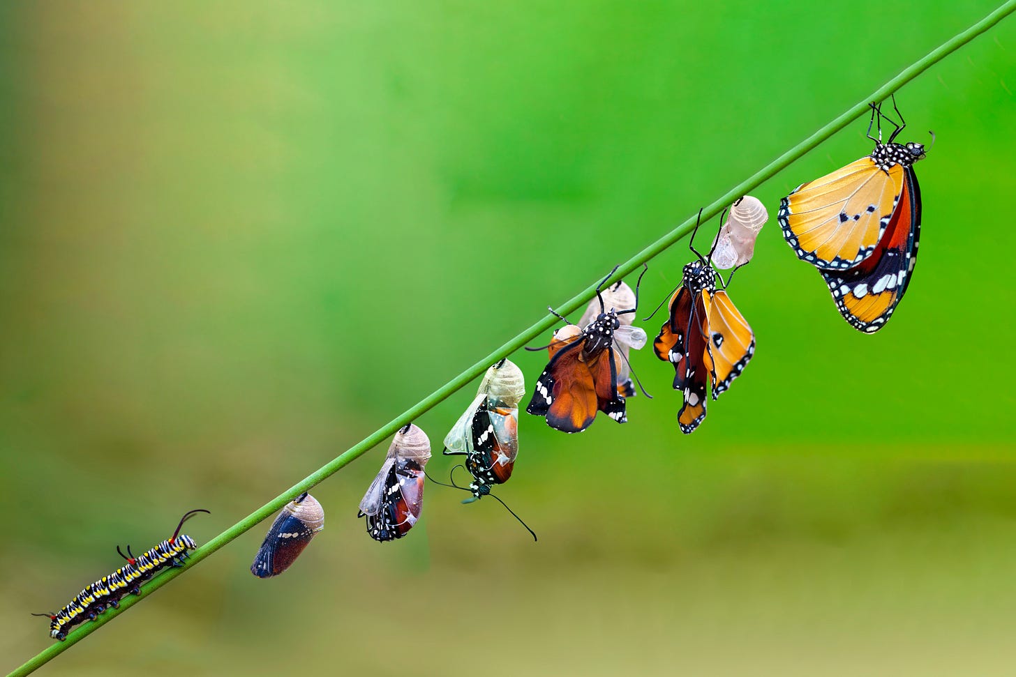 Butterfly life cycle
