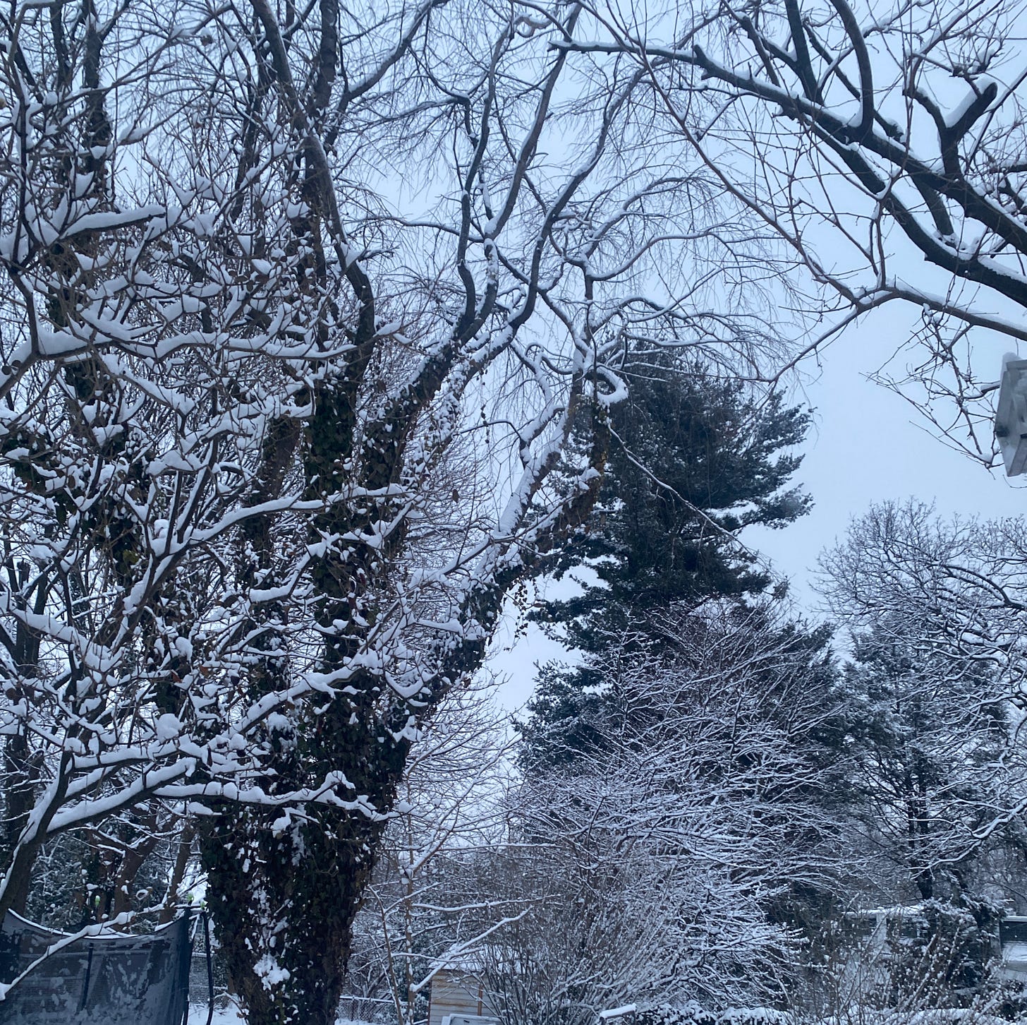 several trees covered with light snow against a pale blue sky.