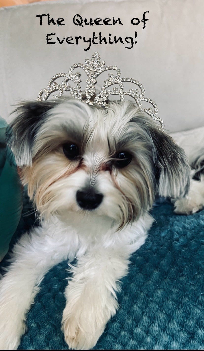 Dog wearing tiara