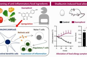 Kaempferol produces an anti-inflammatory effect that combats the immune response seen in food allergies by increasing Raldh2 expression in intestinal dendritic cells in a concentration-dependent manner, thus accelerating regulatory T-cell development.