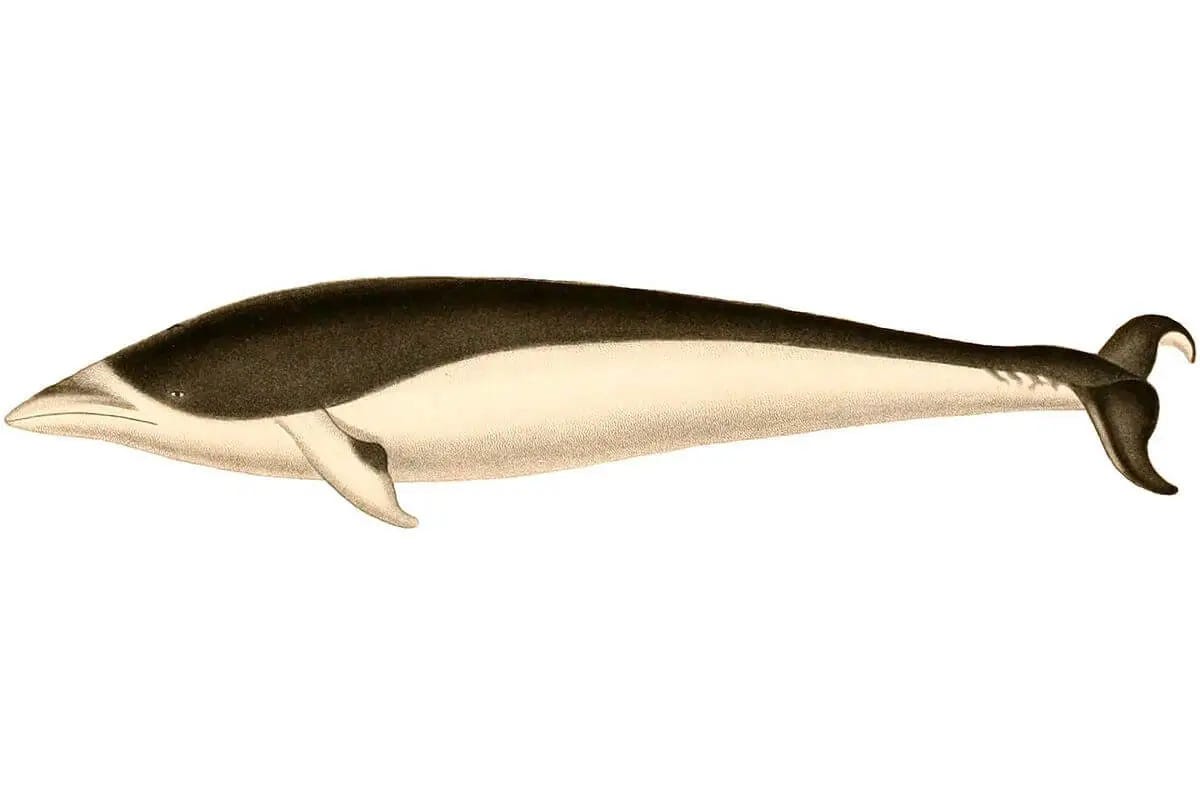 Southern Right Whale Dolphin photo