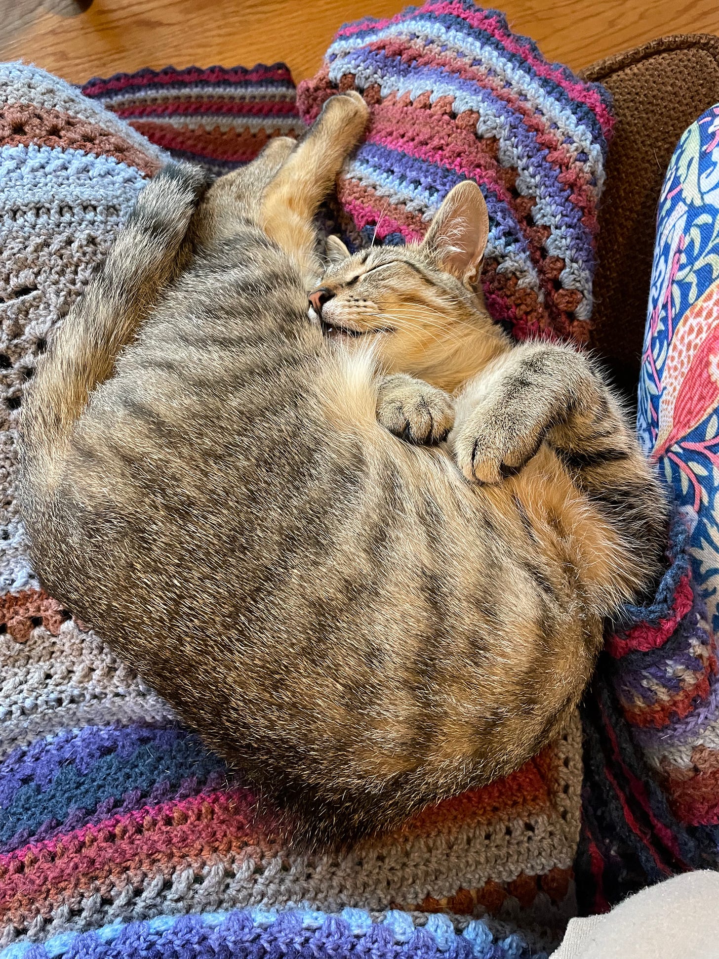 Brown striped cat sleeping on back with legs above face