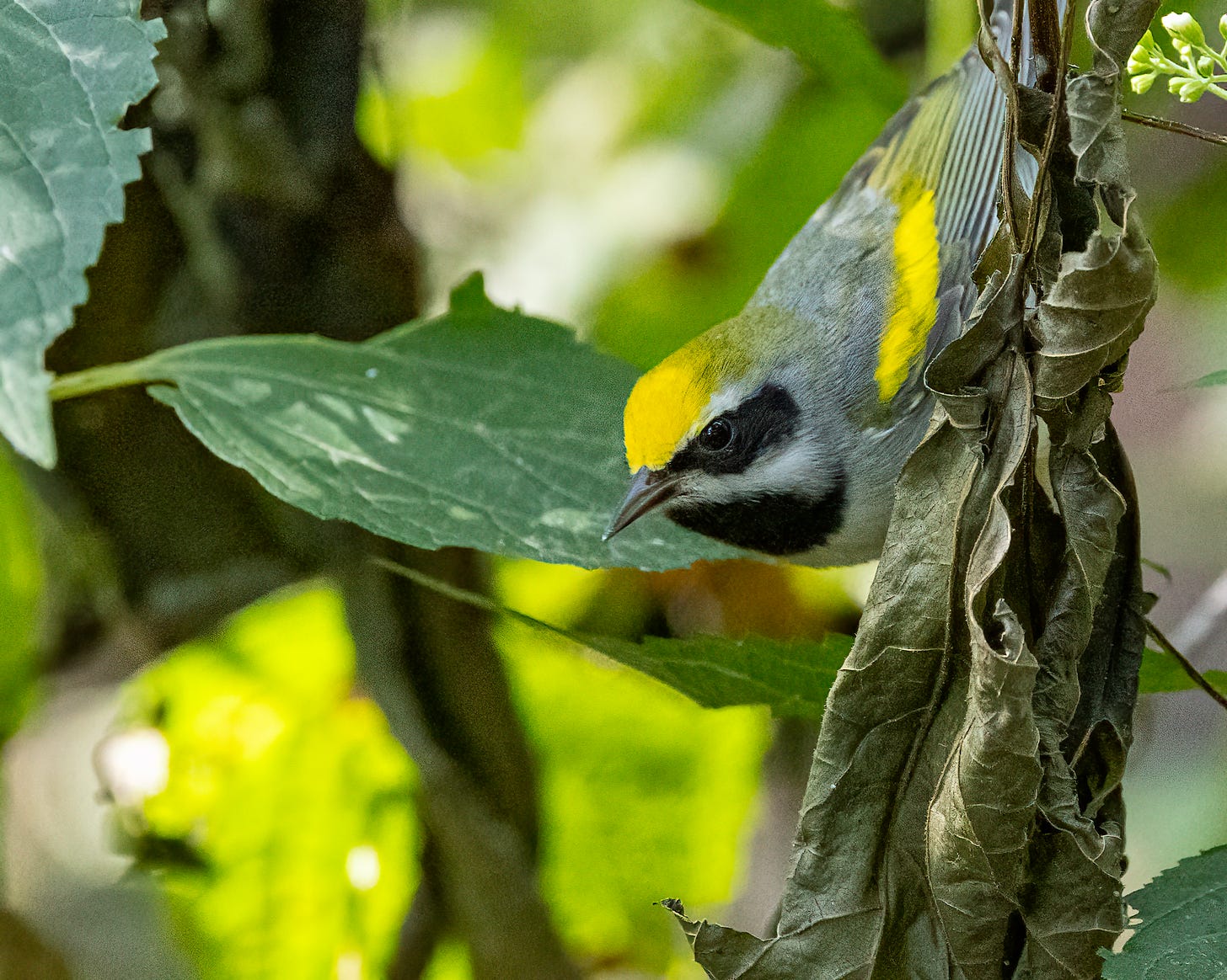 The golden winged warbler is now looking up from the crumpled leaf, and you can see its bright yellow and black head.