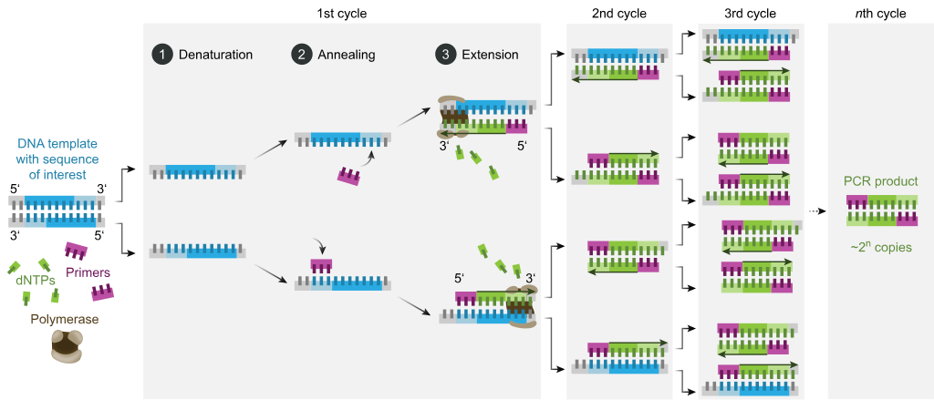 Polymerase chain reaction - Wikipedia Polymerase chain reaction - Wikipedia