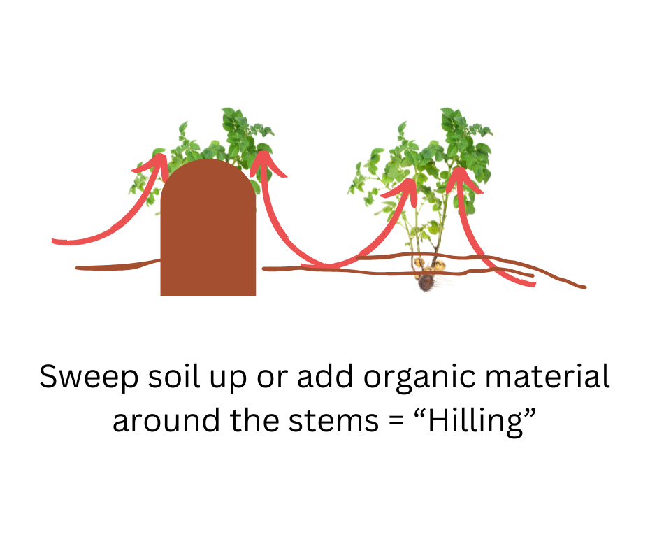 drawing of how to hill soil on potatoes