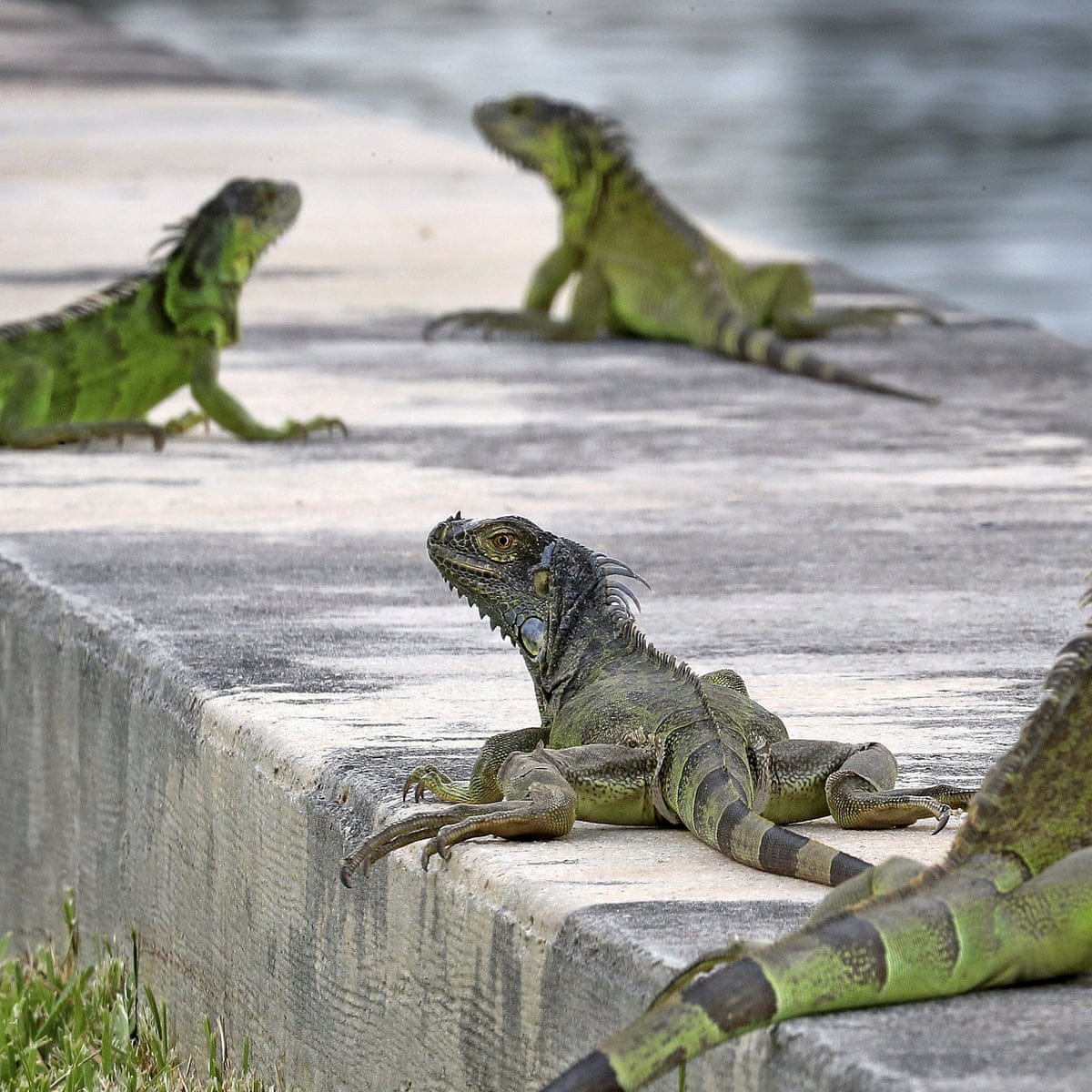Iguana on power trip causes large-scale outage | Florida | The Guardian