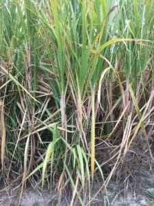 sugar cane stalks