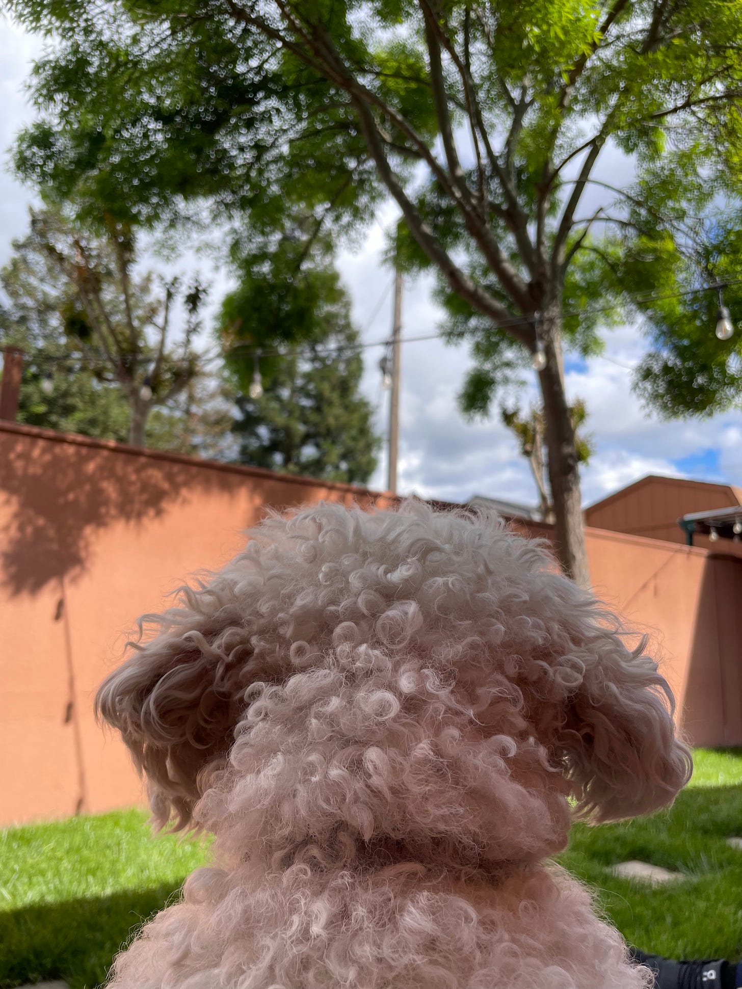 A fluffy white dog, shown from behind. In front of him are a coral-colored wall and two trees, with a cloudy sky in the background.