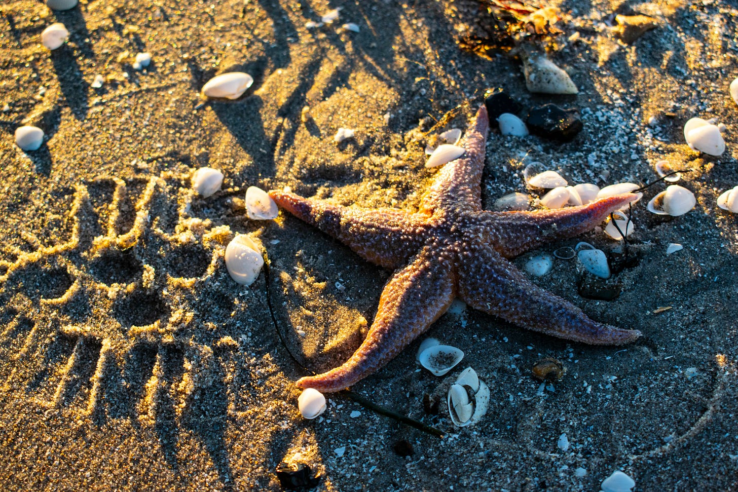Photo of a reddish starfish on a brown sand beach, near a boot print and surrounded by small seashells