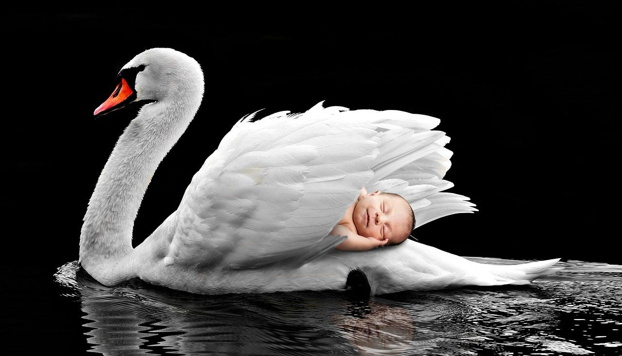 a baby sleeping on the back of a swan