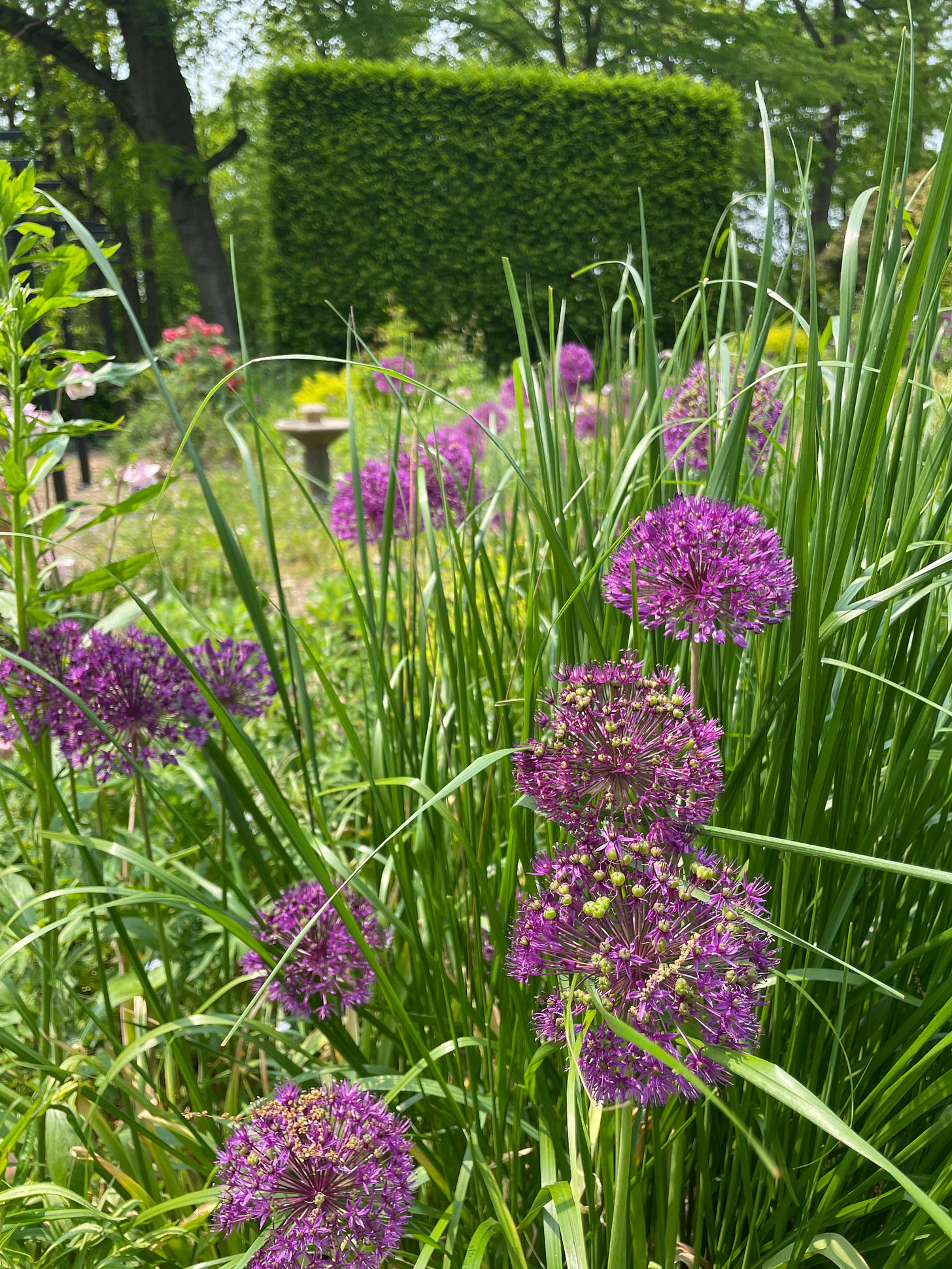 Allium ‘Purple Sensation’ are perennial in the Cottage Garden. 