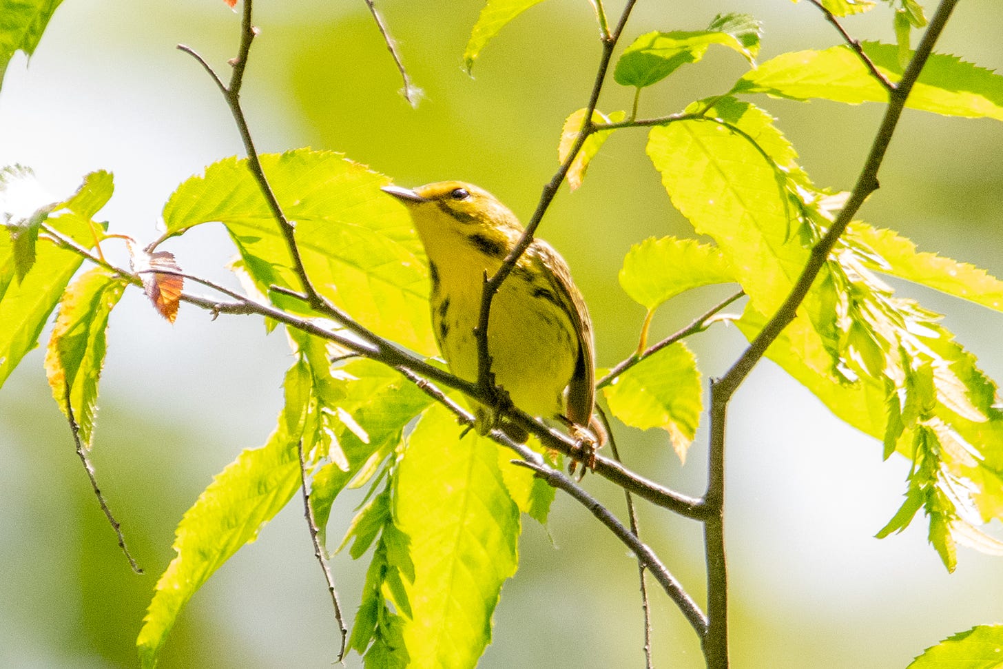 A prairie warbler, with bright yellow face, breast, and belly, and black stripes across face and sides