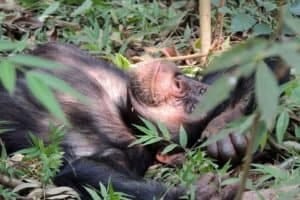 Chimp resting