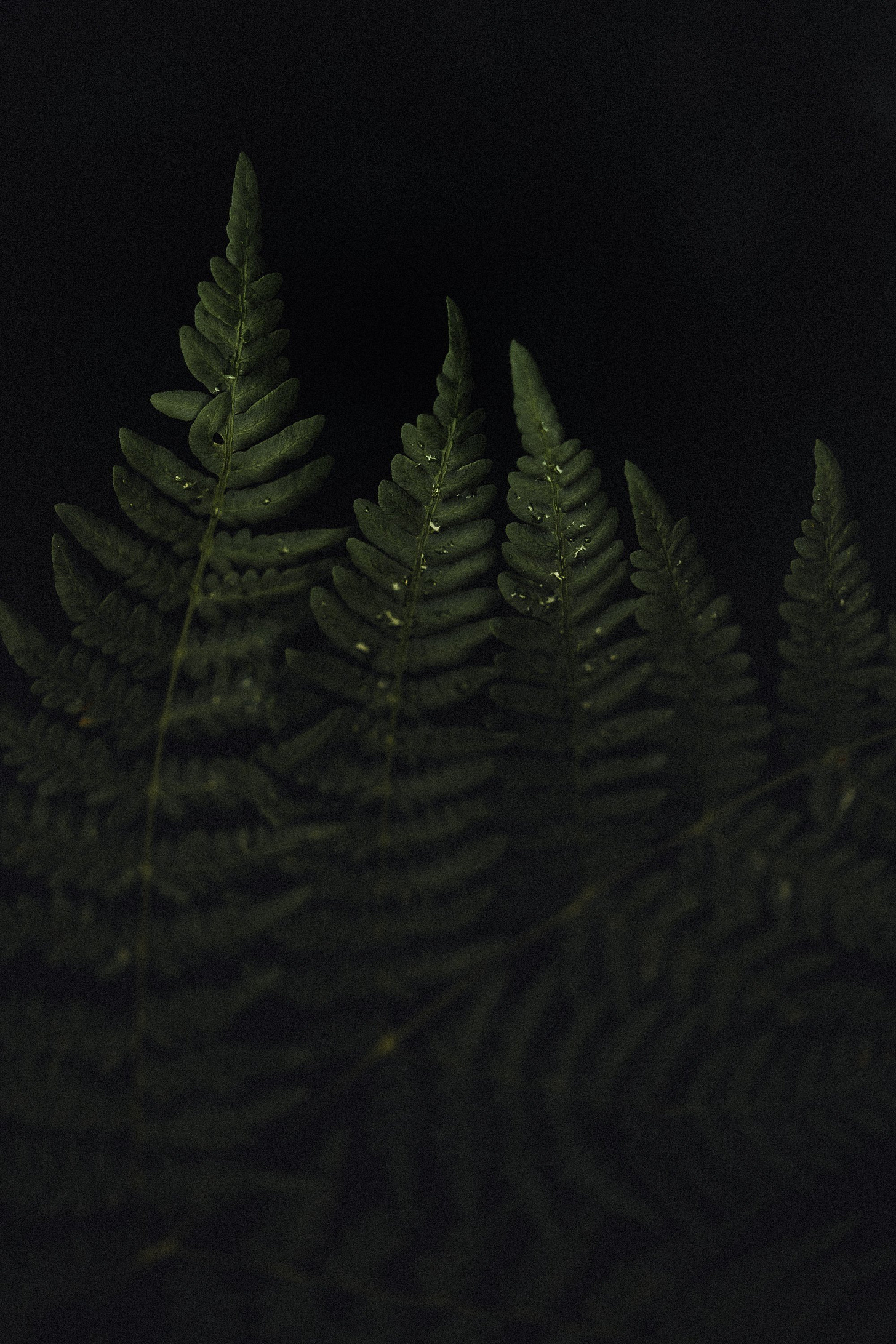 moody plant portraits by nani annette moody plant portraits by nani annette