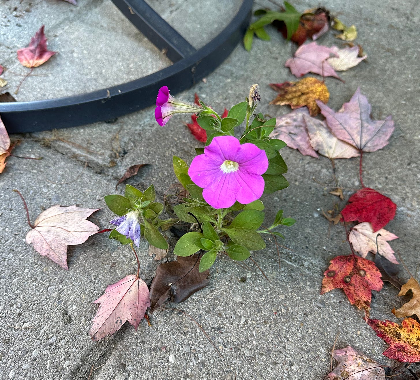 pink petunia grows in crack