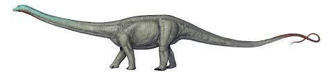 Diplodocus longus - Dinosaur National Monument (U.S. National Park Service)