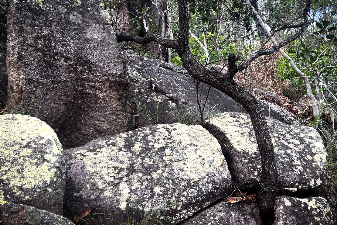 A tree growing through a big boulder, splitting it into four pieces.