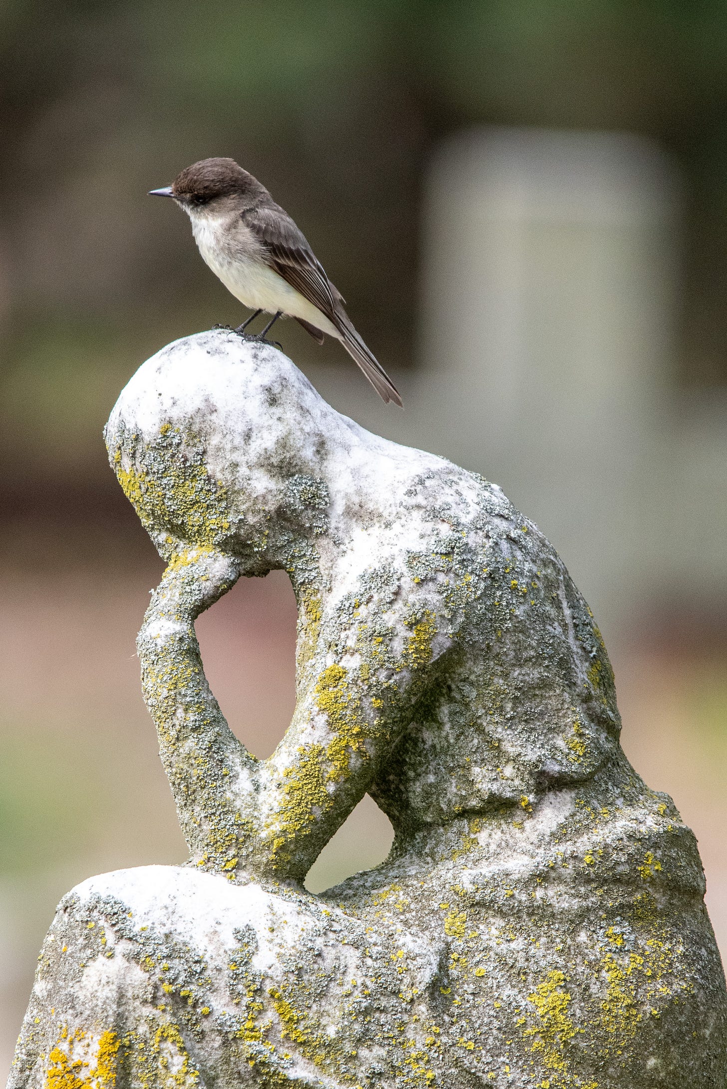 An eastern phoebe stands on top of a funerary statue of a mourning woman