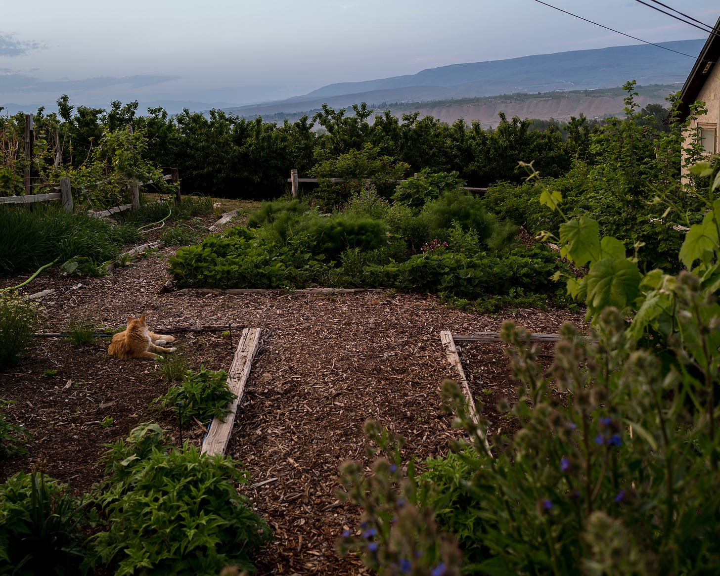 Cottage garden | The Elliott Homestead (.com)