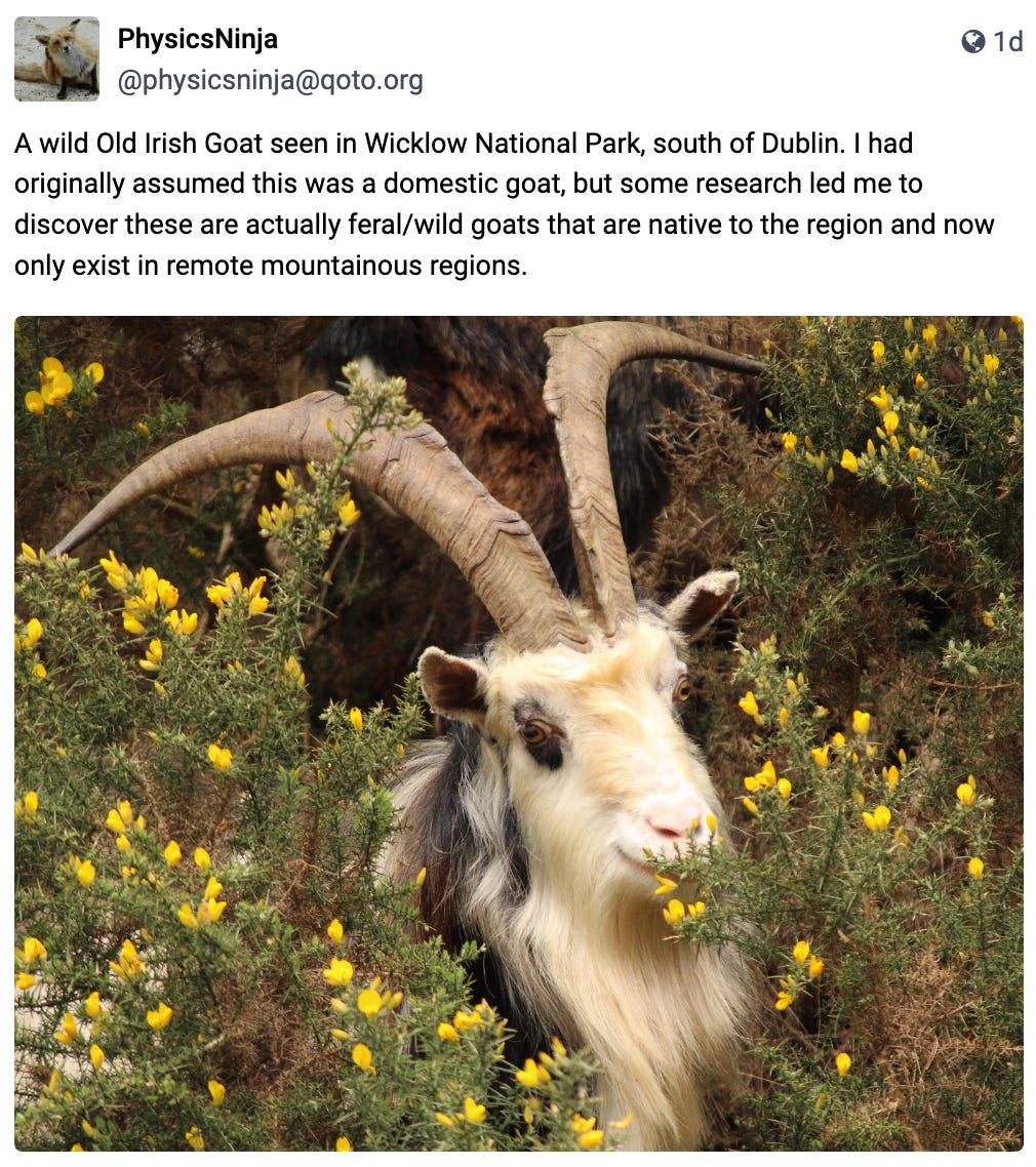 A wild Old Irish Goat seen in Wicklow National Park, south of Dublin. I had originally assumed this was a domestic goat, but some research led me to discover these are actually feral/wild goats that are native to the region and now only exist in remote mountainous regions.