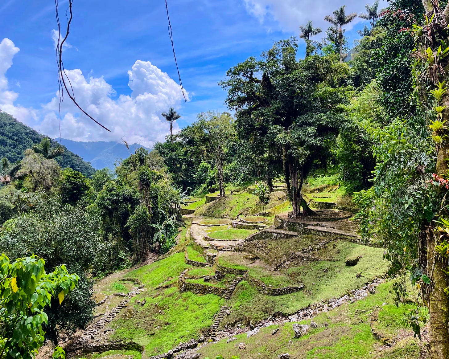 Terraced stone steps cover the side of a steep, green hill. A tall palm tree extends above the foliage in the background, beneath a bright blue sky.