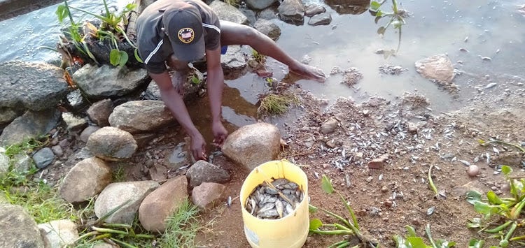 A man collects dead fish at Kendu Bay beach in Karachuonyo on April 17,2023
