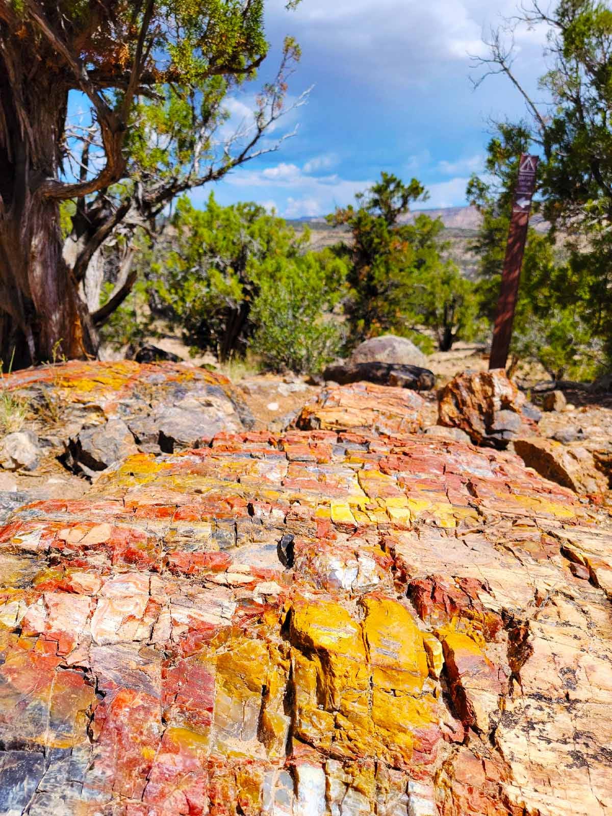 Petrified wood just lying around in Utah. 