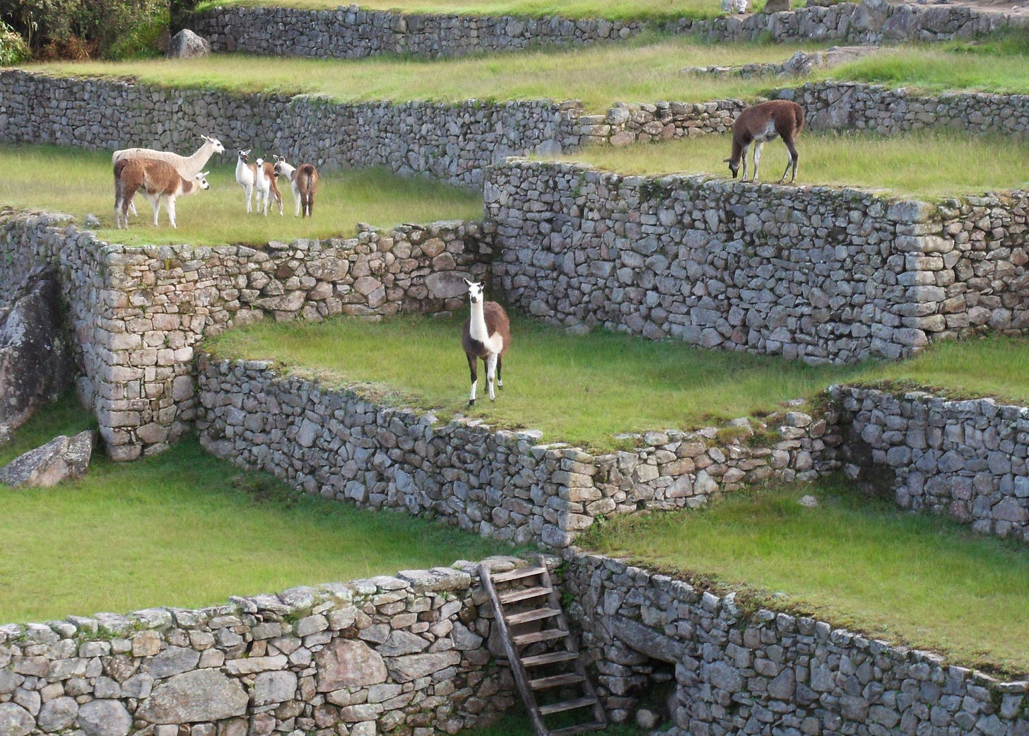 Llamas roam and graze on grassy terraces built on white stone